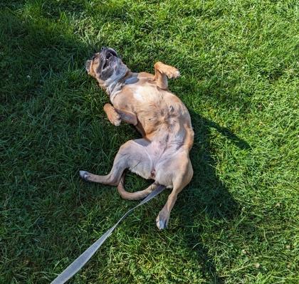 Juniper, a ADOPTABLE Mixed Breed in Toronto, ON image 4/4