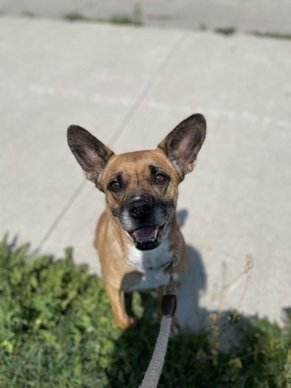 Juniper, a ADOPTABLE Mixed Breed in Toronto, ON image 2/4