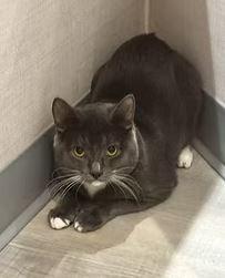Enlarge Hernandez, a Adoptable Domestic Short Hair in Keswick, ON image 1/2