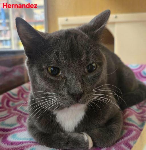 Enlarge Hernandez, a Adoptable Domestic Short Hair in Keswick, ON image 2/2