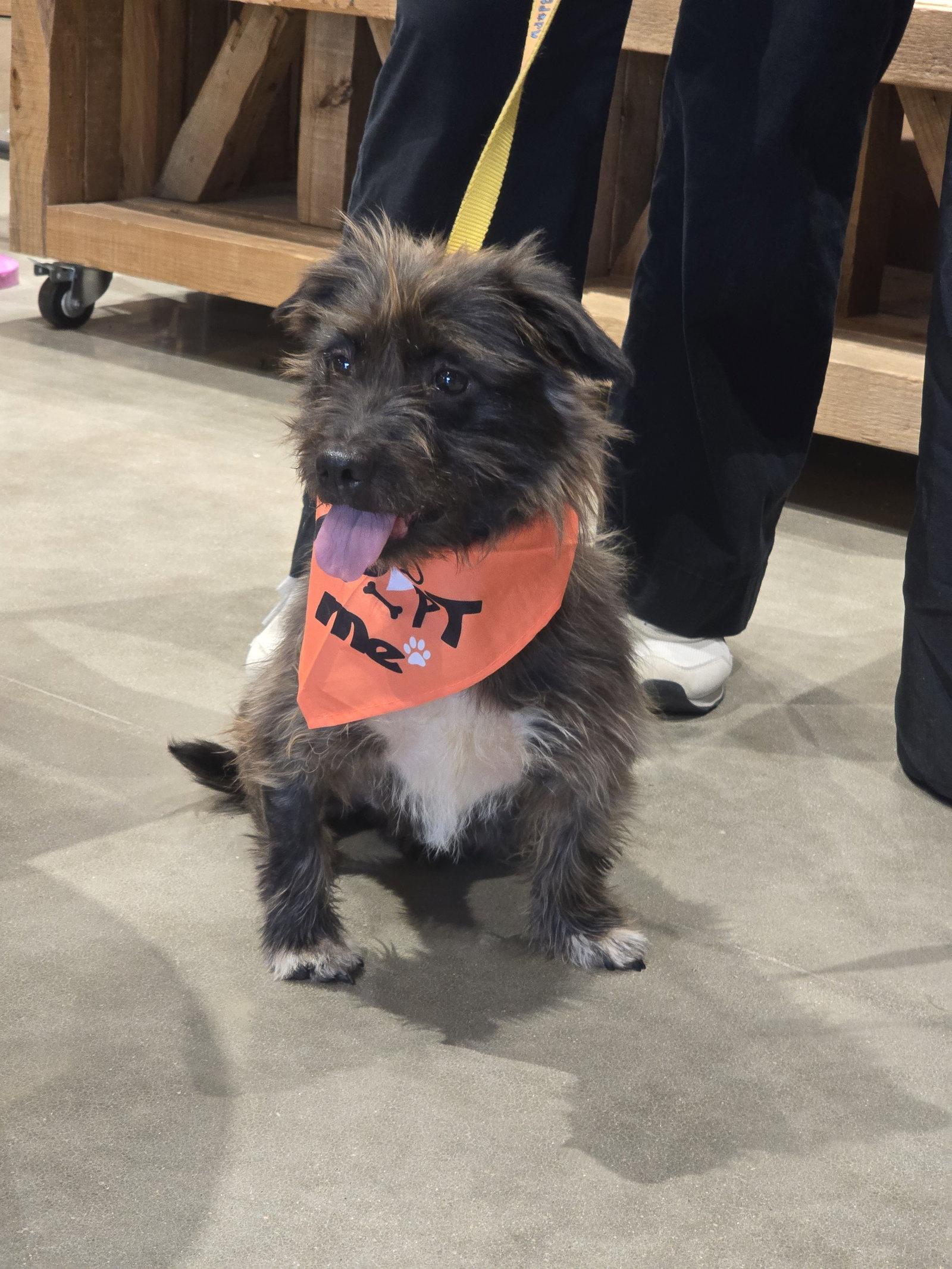 Enlarge Desi Lou, a Adopted Schnauzer in Rosenberg, TX image 1/3