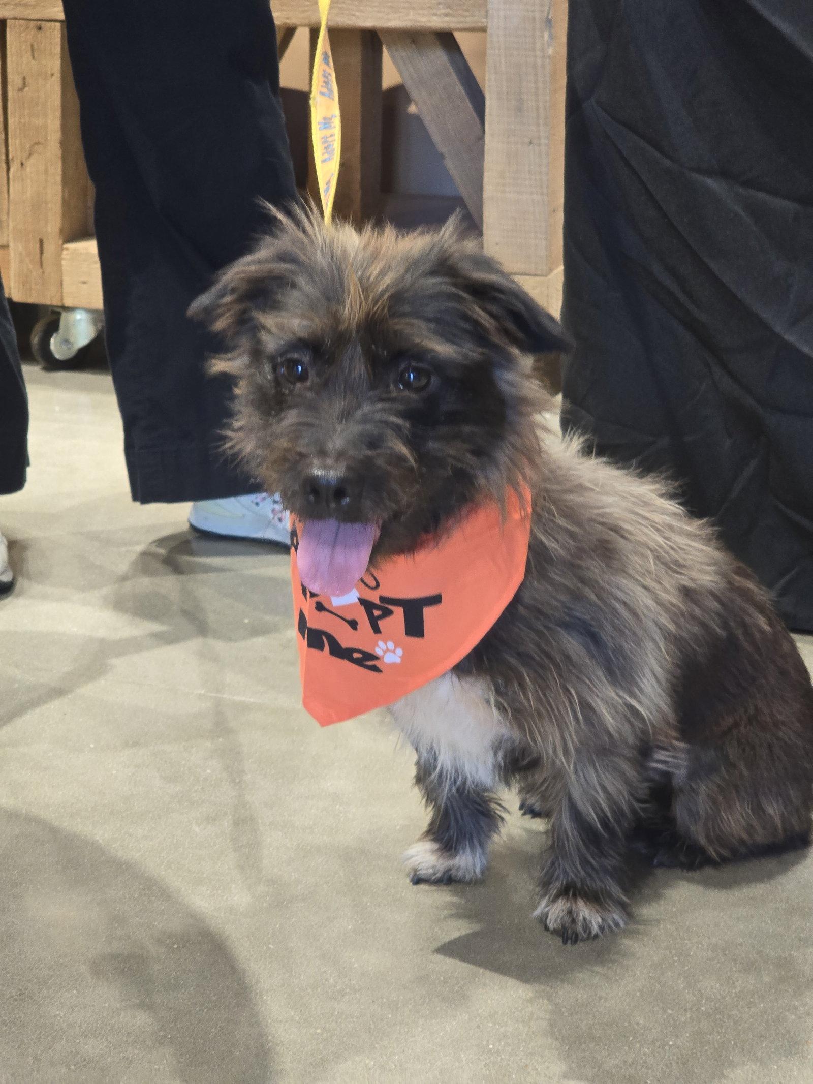 Enlarge Desi Lou, a Adopted Schnauzer in Rosenberg, TX image 2/3