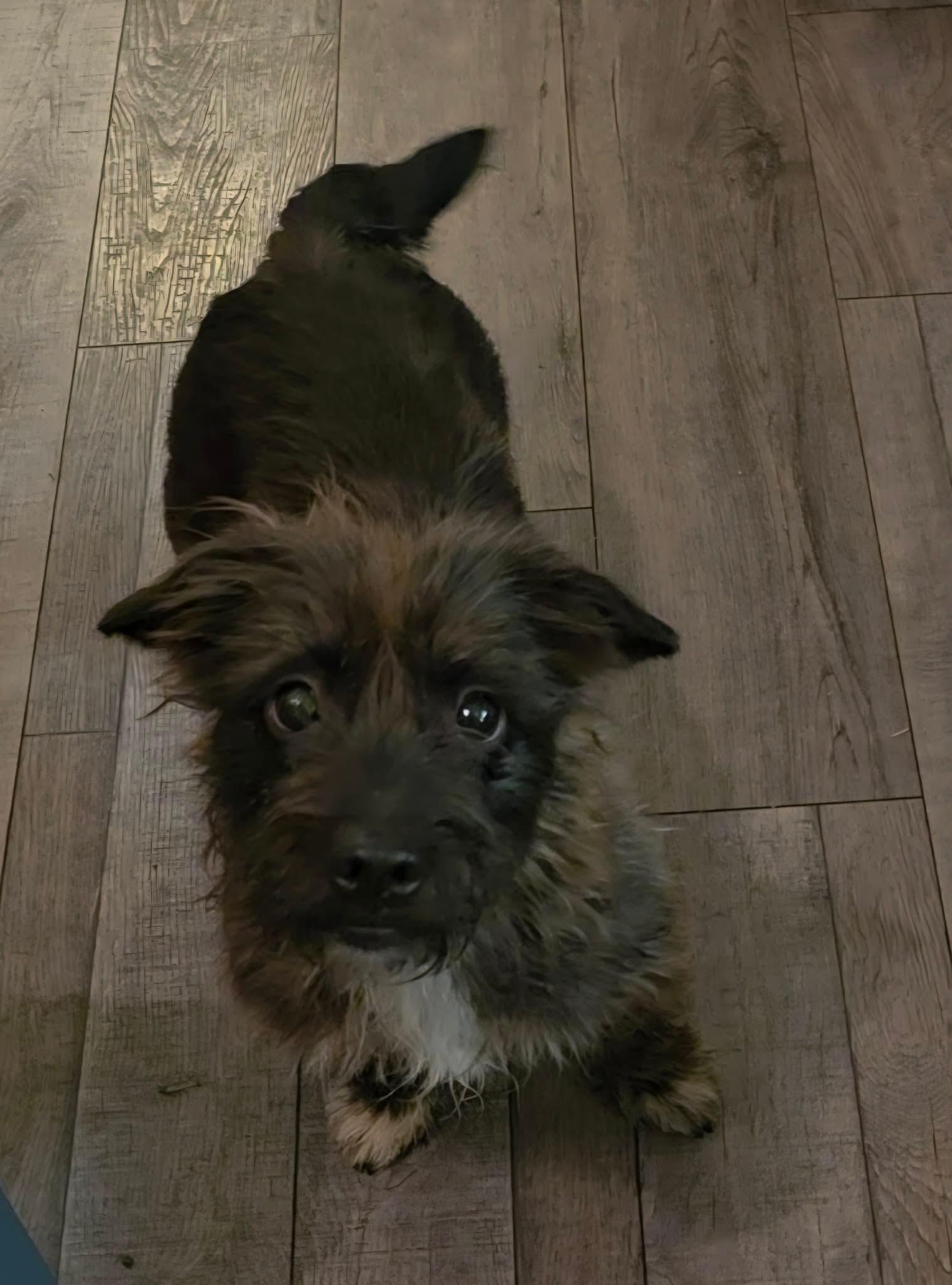 Enlarge Desi Lou, a Adopted Schnauzer in Rosenberg, TX image 3/3
