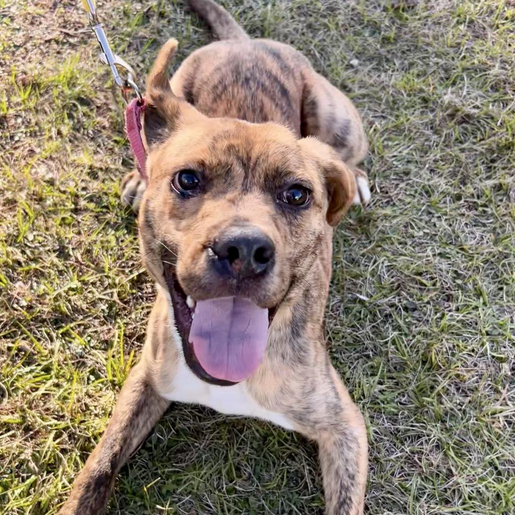 Pickles, Adoptable, Young Male Catahoula Leopard Dog & Mixed Breed.