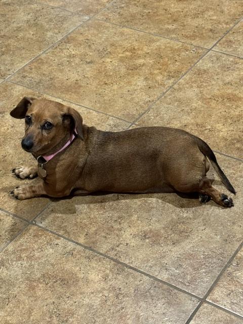 Lady, a ADOPTABLE Dachshund in Livermore, CA image 4/4