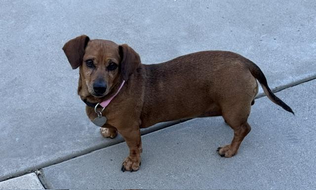 Lady, ADOPTABLE, Adult Female Dachshund.