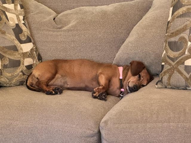 Lady, a ADOPTABLE Dachshund in Livermore, CA image 2/4