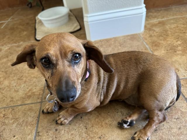 Lady, a ADOPTABLE Dachshund in Livermore, CA image 3/4