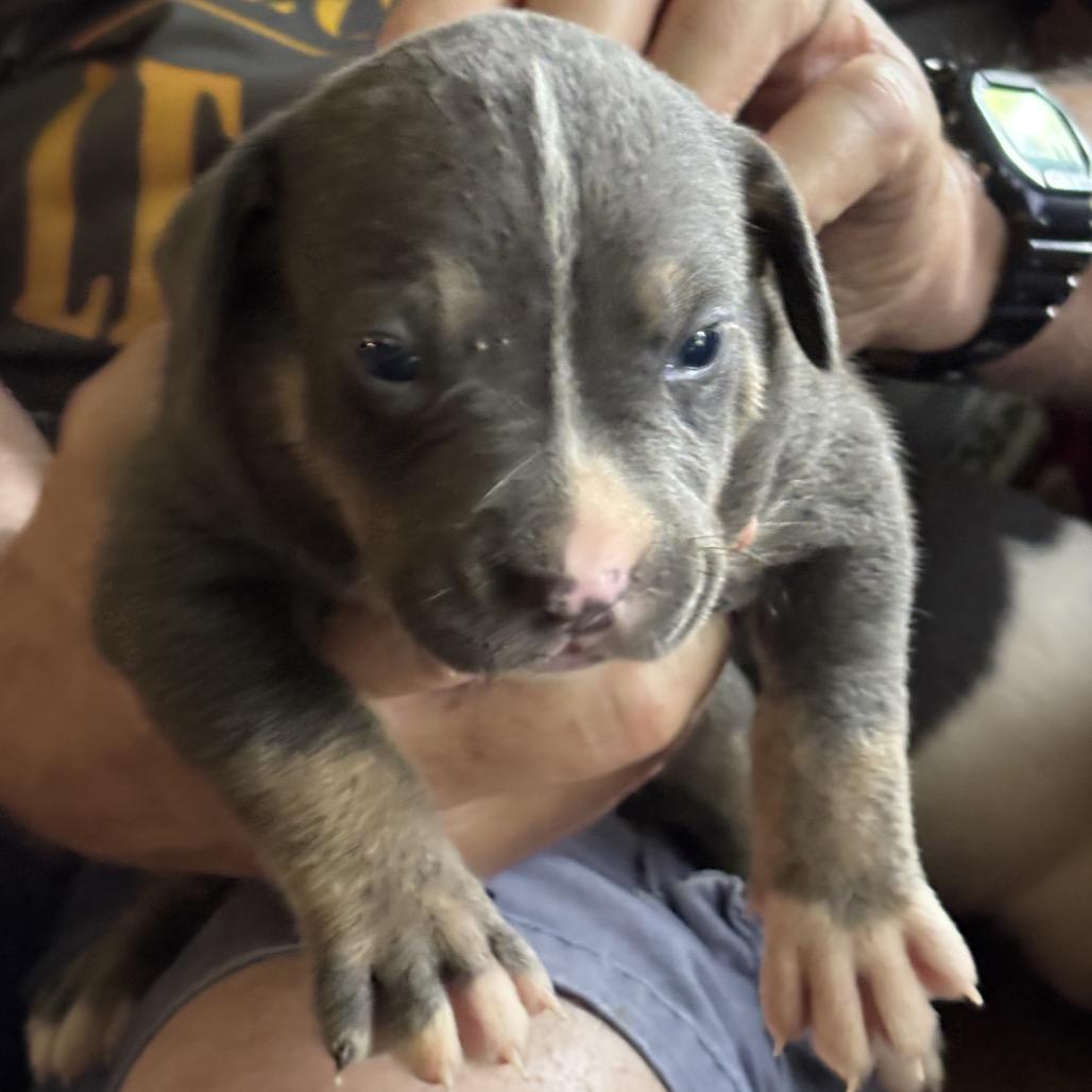 Tiny, Adoptable, Puppy Male Labrador Retriever.