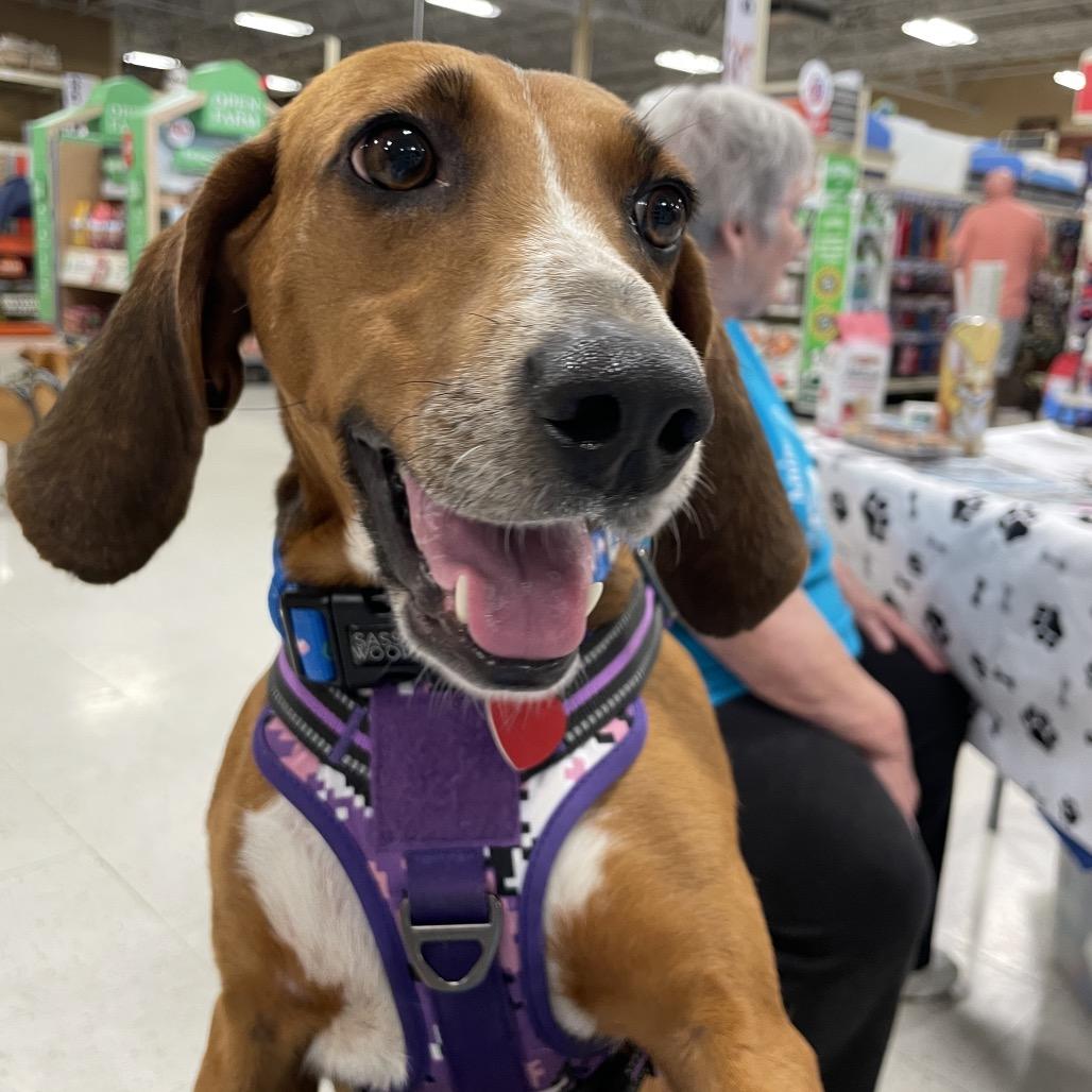 Sierra 26-0342, Adoptable, Young Female Treeing Walker Coonhound.