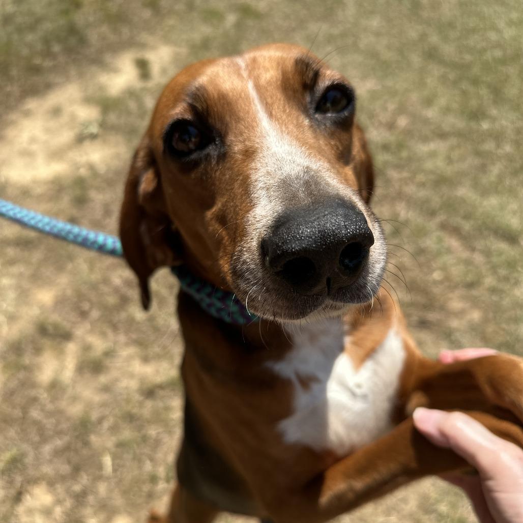 Sierra 26-0342, a Adoptable Treeing Walker Coonhound in Yanceyville, NC image 2/4