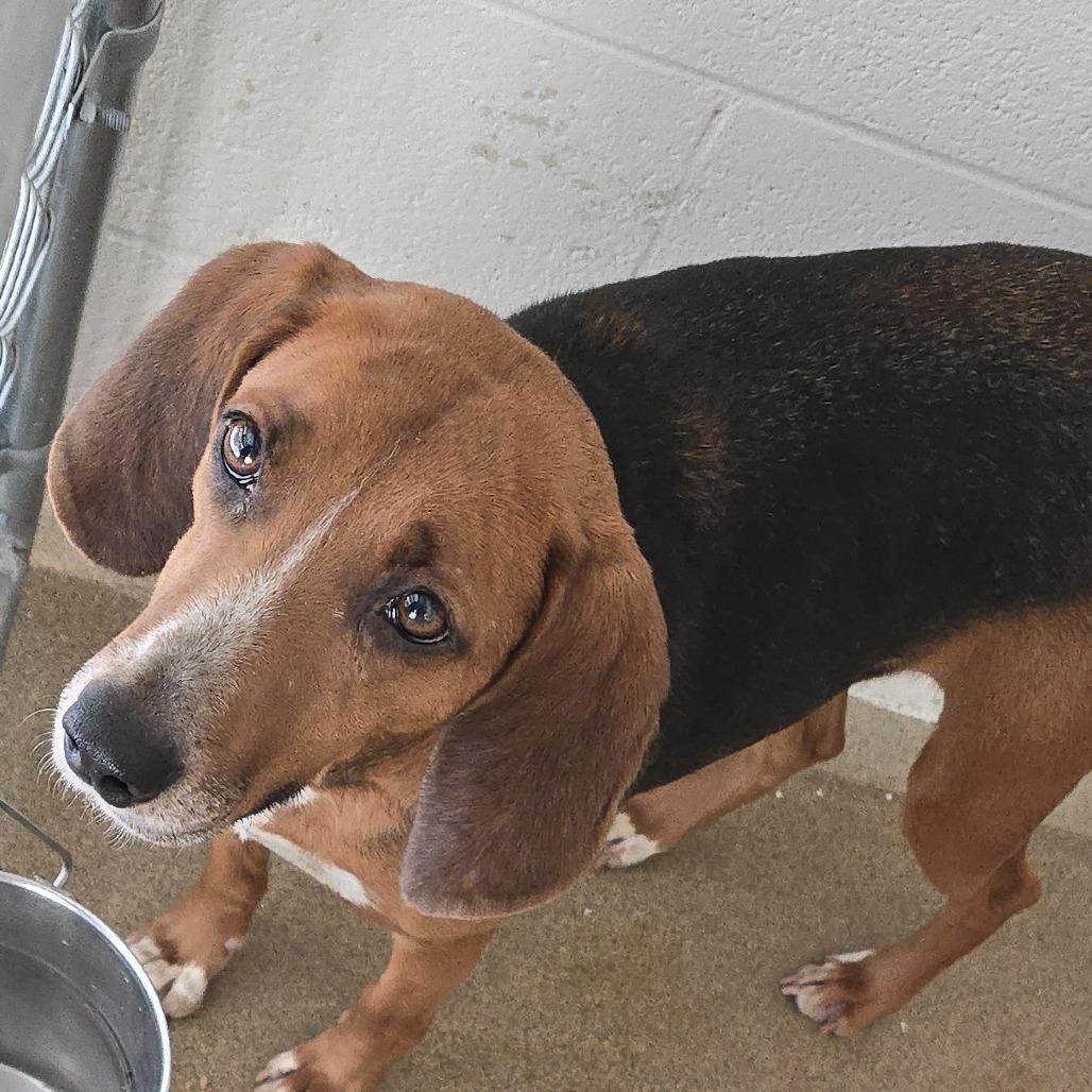 Sierra 26-0342, a Adoptable Treeing Walker Coonhound in Yanceyville, NC image 3/4