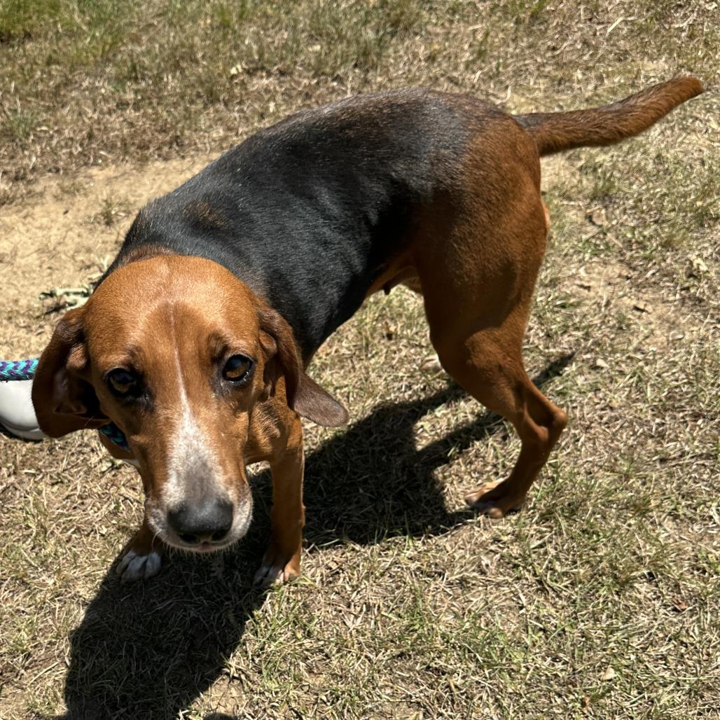 Sierra 26-0342, a Adoptable Treeing Walker Coonhound in Yanceyville, NC image 4/4
