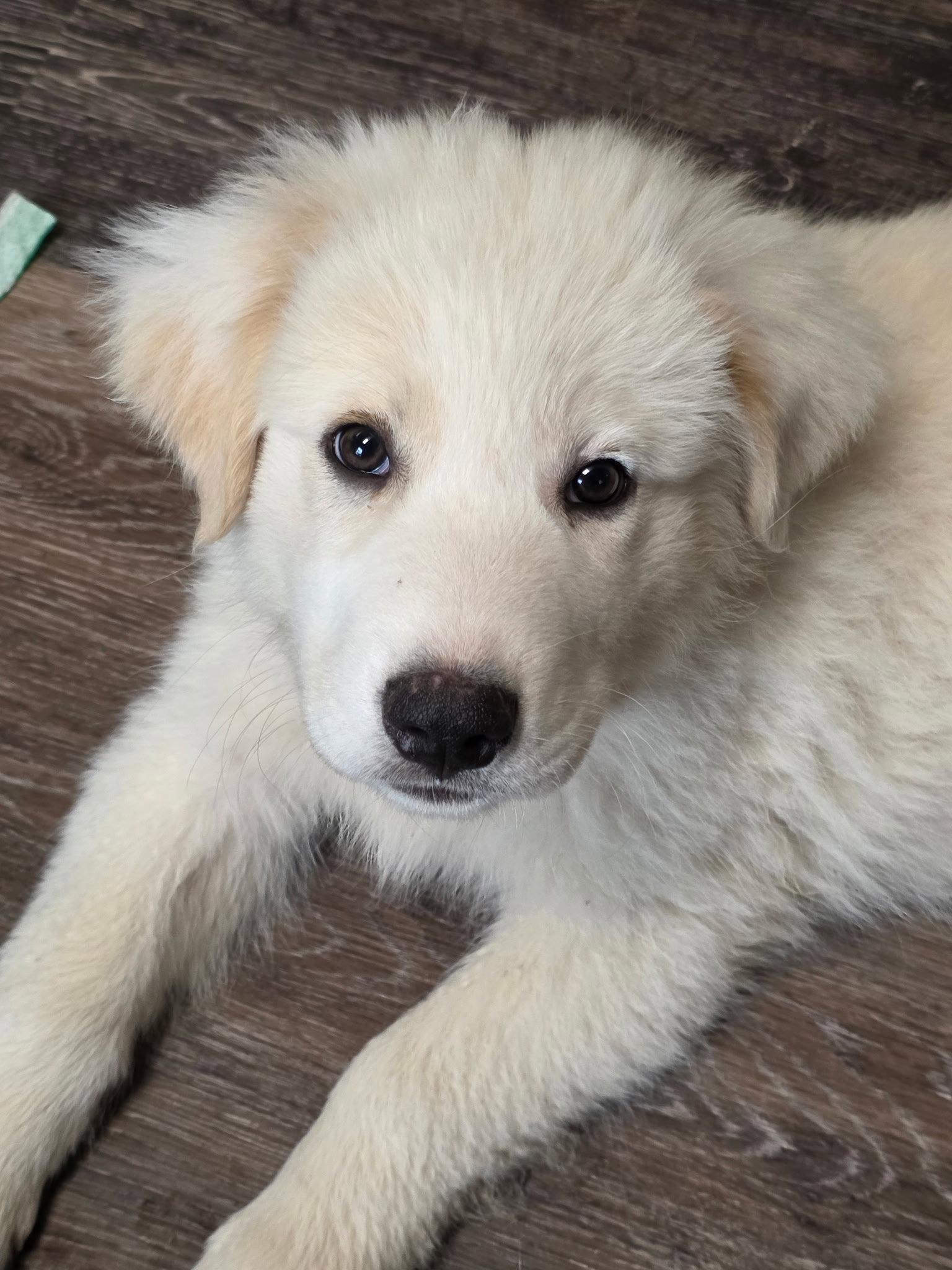 Indiana, Adoptable, Puppy Male Great Pyrenees.