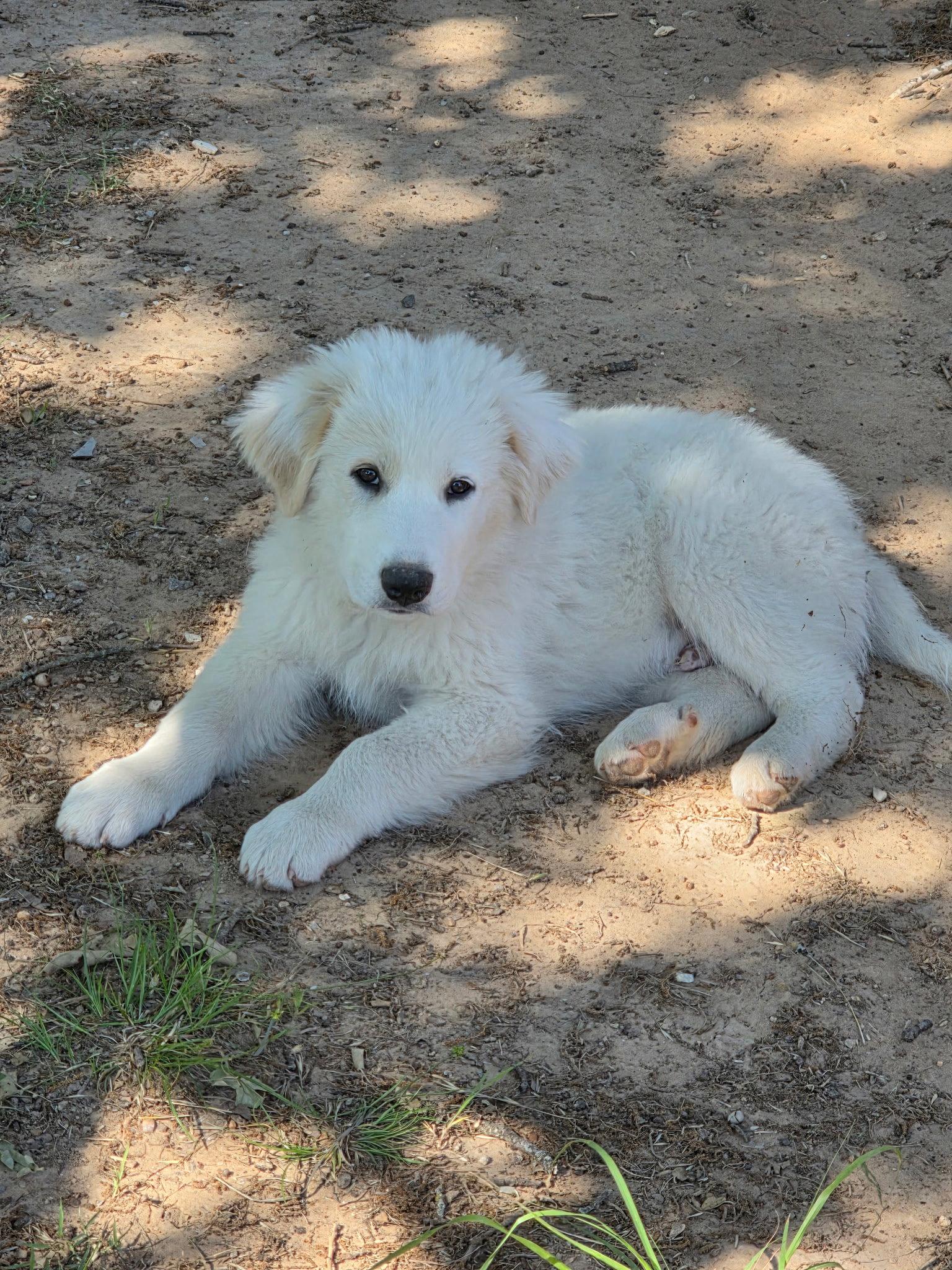 Indiana, a Adoptable Great Pyrenees in Garland, TX image 2/3