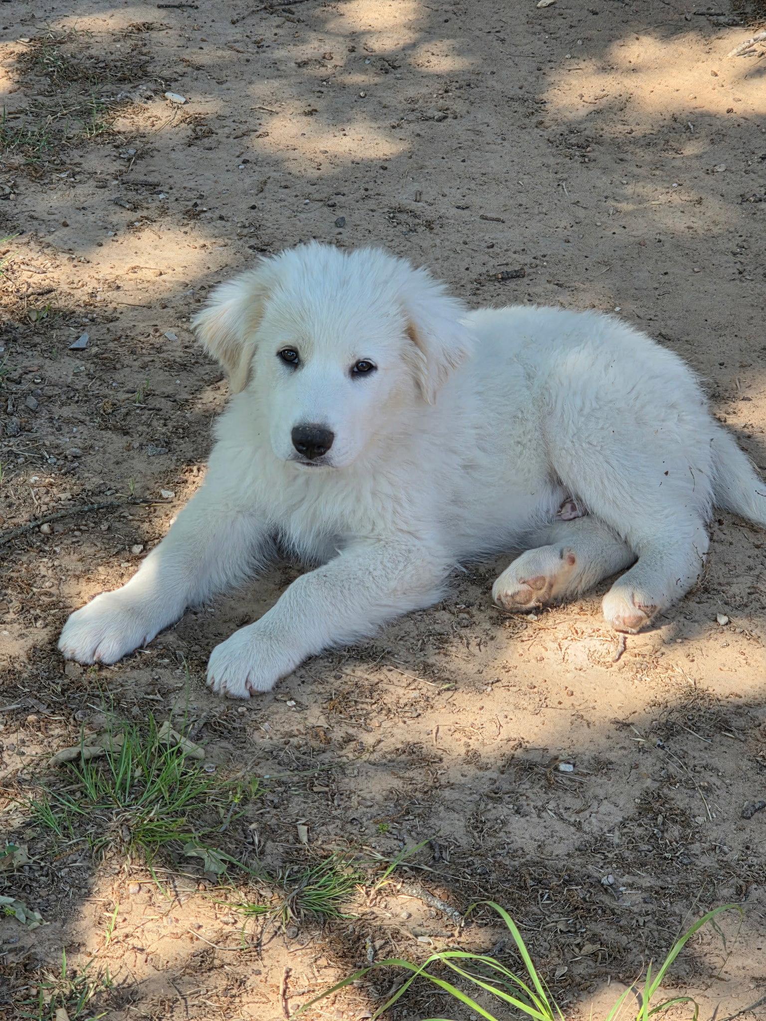 Indiana, a Adoptable Great Pyrenees in Garland, TX image 3/3