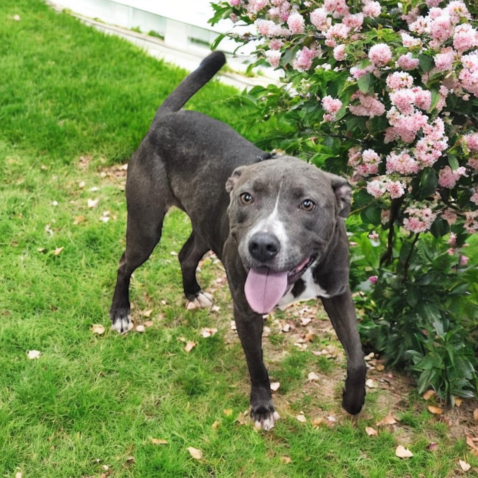 Lola, Young Female unknown