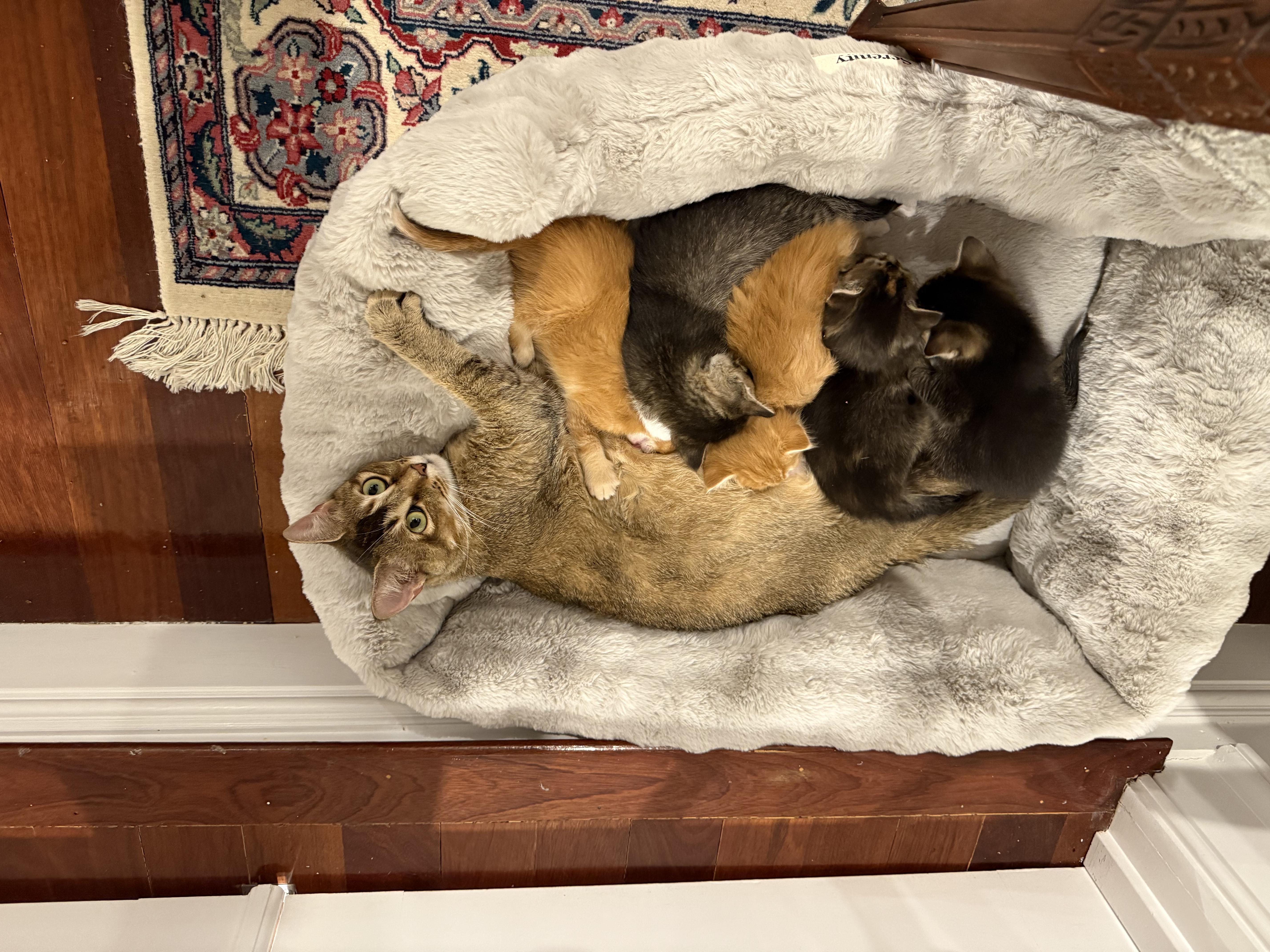 Enlarge Marigold & Marmalade , a ADOPTABLE Domestic Short Hair in Wellesley, MA image 6/6