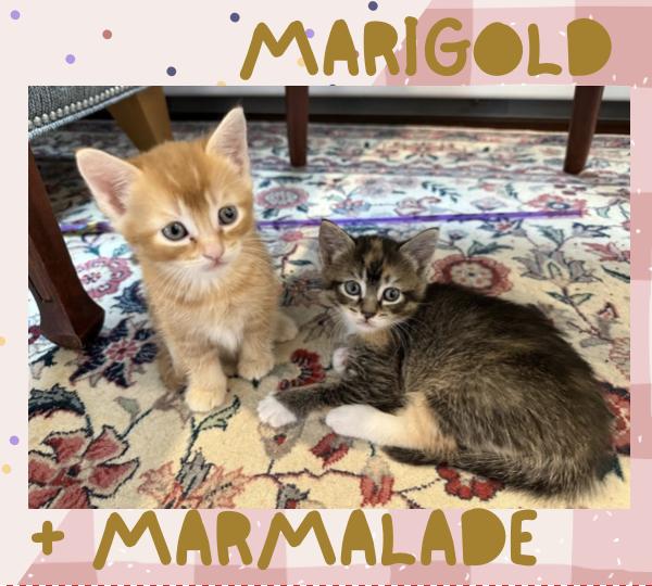 Marigold & Marmalade , ADOPTABLE, Kitten Female Domestic Short Hair.