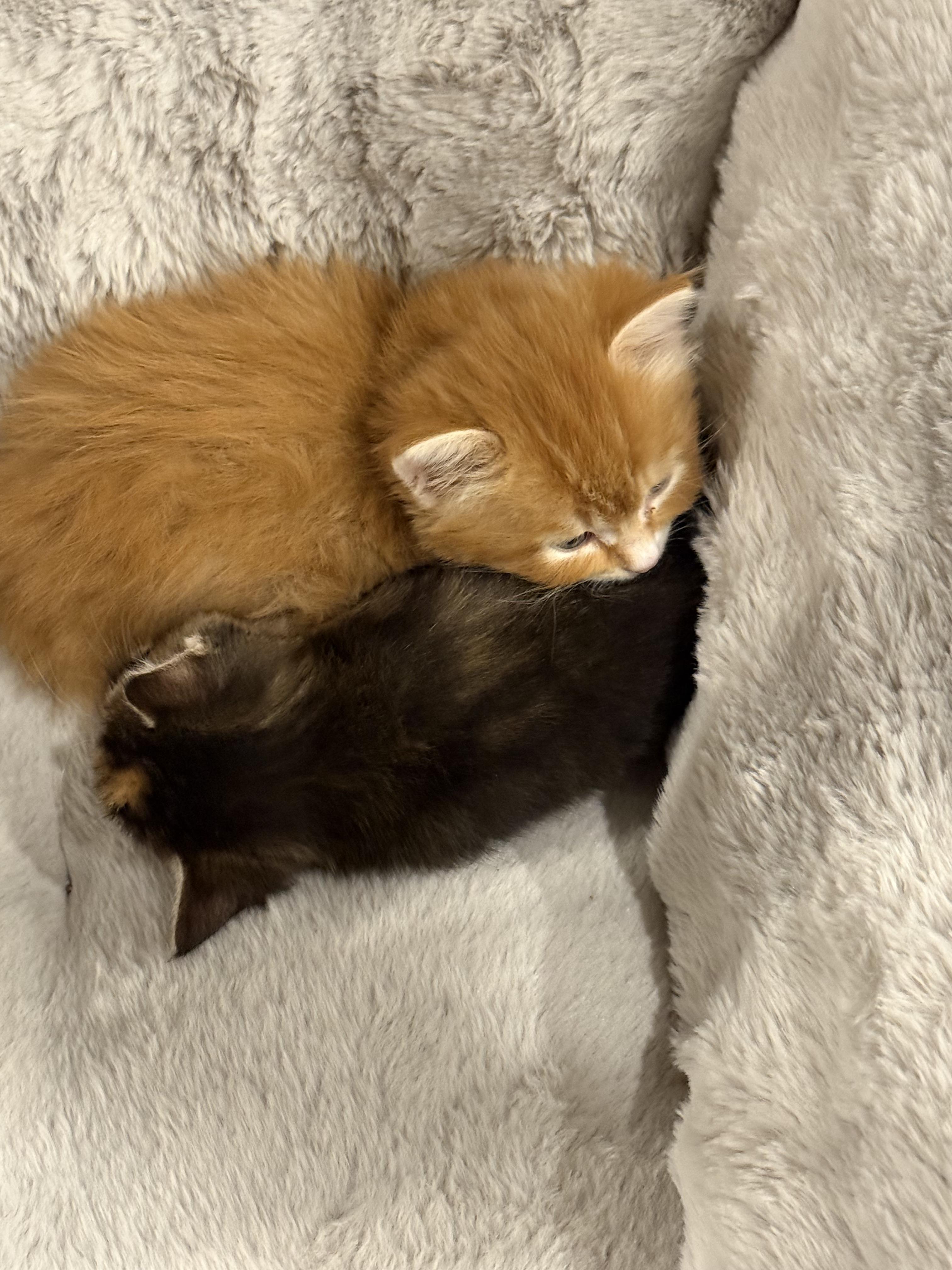 Enlarge Marigold & Marmalade , a ADOPTABLE Domestic Short Hair in Wellesley, MA image 4/6