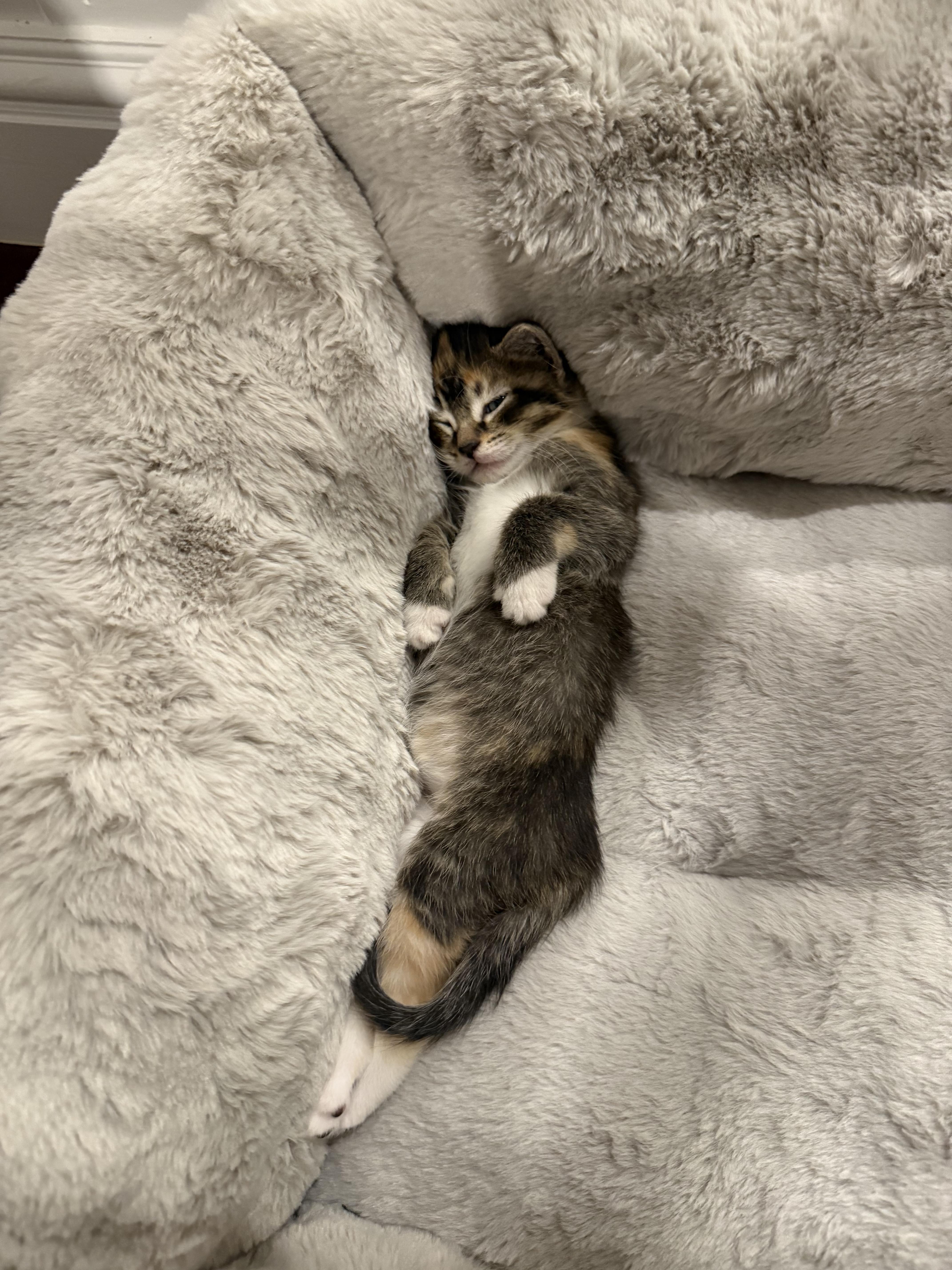 Enlarge Marigold & Marmalade , a ADOPTABLE Domestic Short Hair in Wellesley, MA image 5/6