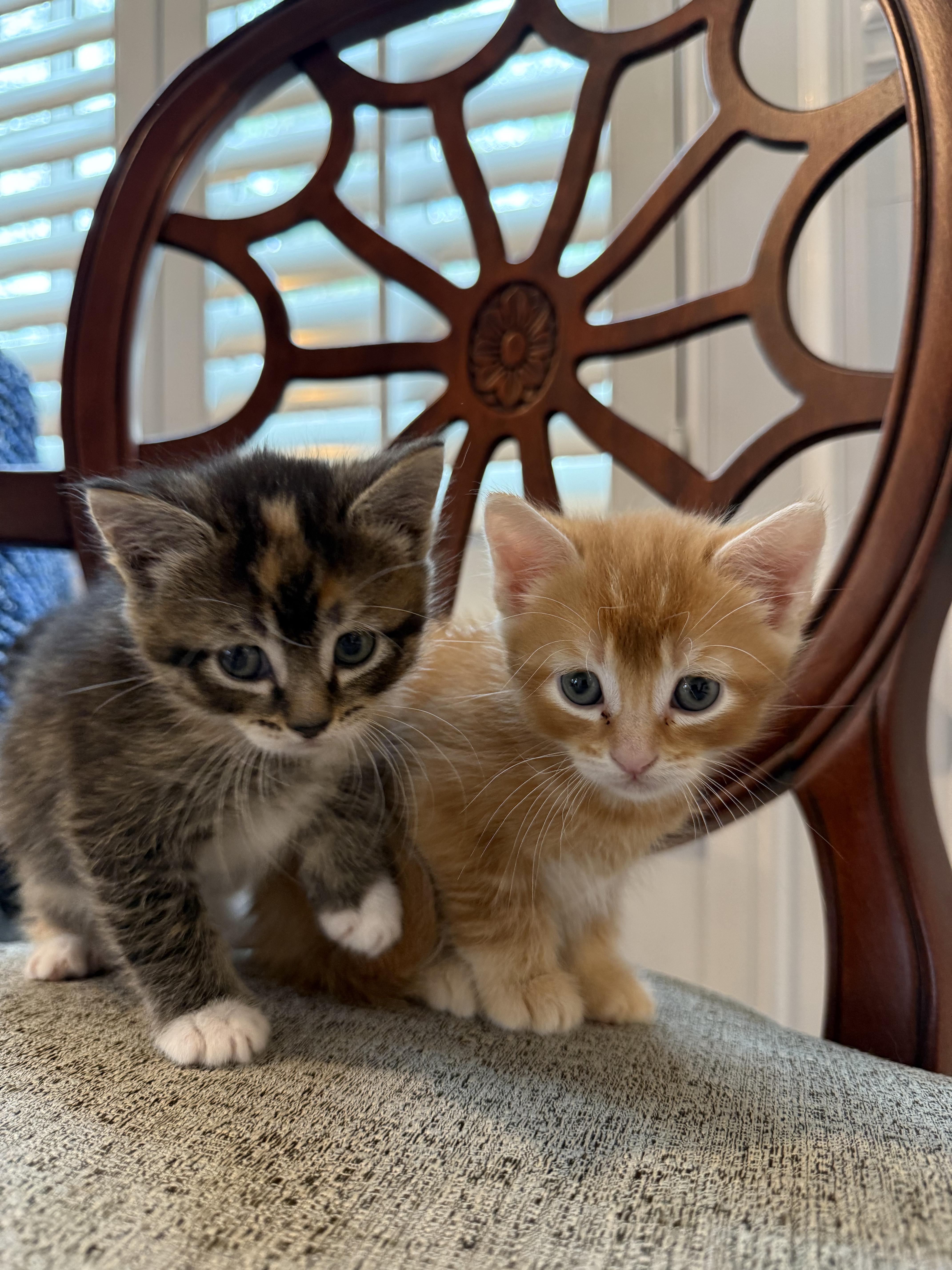 Enlarge Marigold & Marmalade , a ADOPTABLE Domestic Short Hair in Wellesley, MA image 3/6