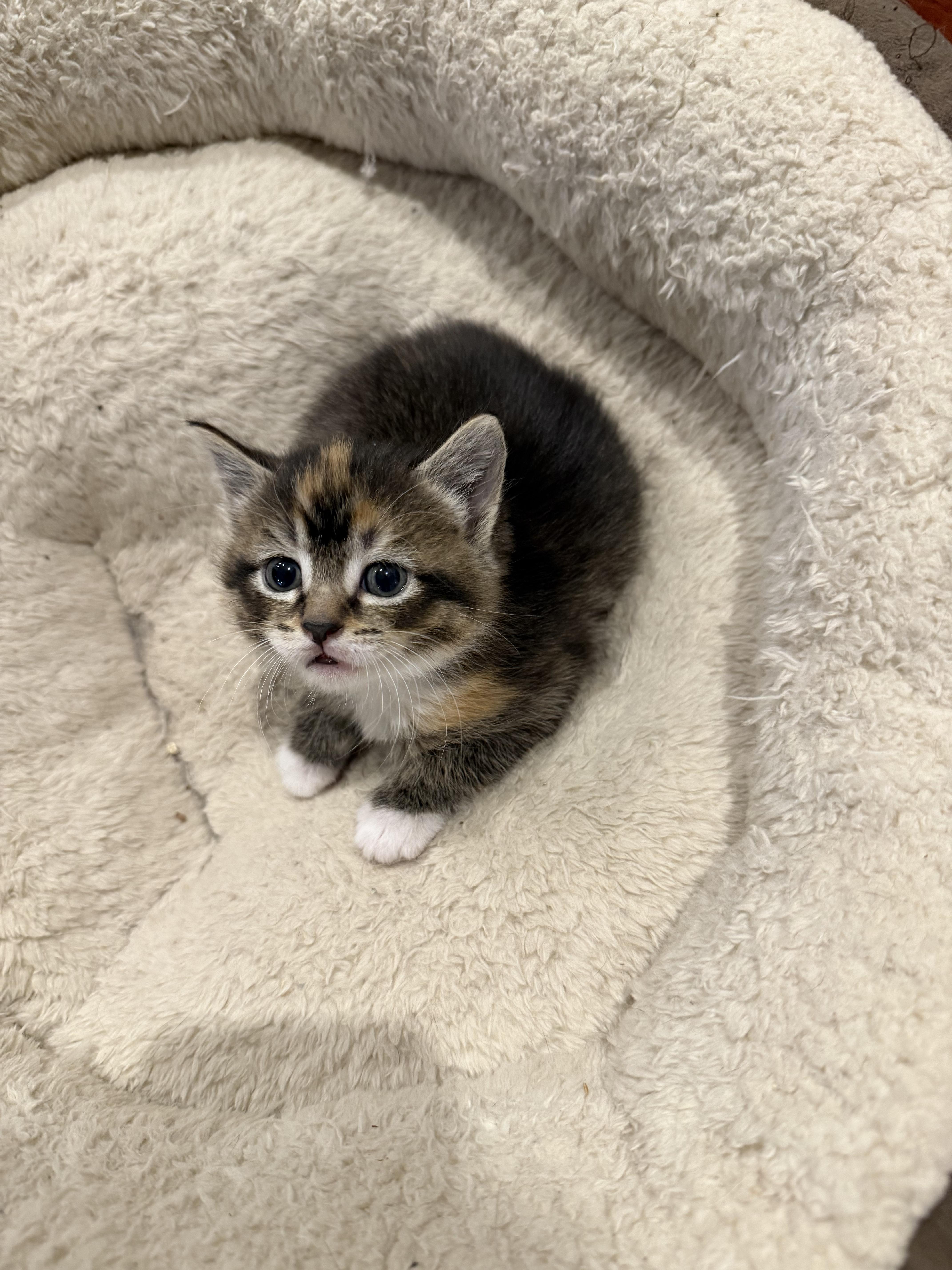 Enlarge Marigold & Marmalade , a ADOPTABLE Domestic Short Hair in Wellesley, MA image 2/6