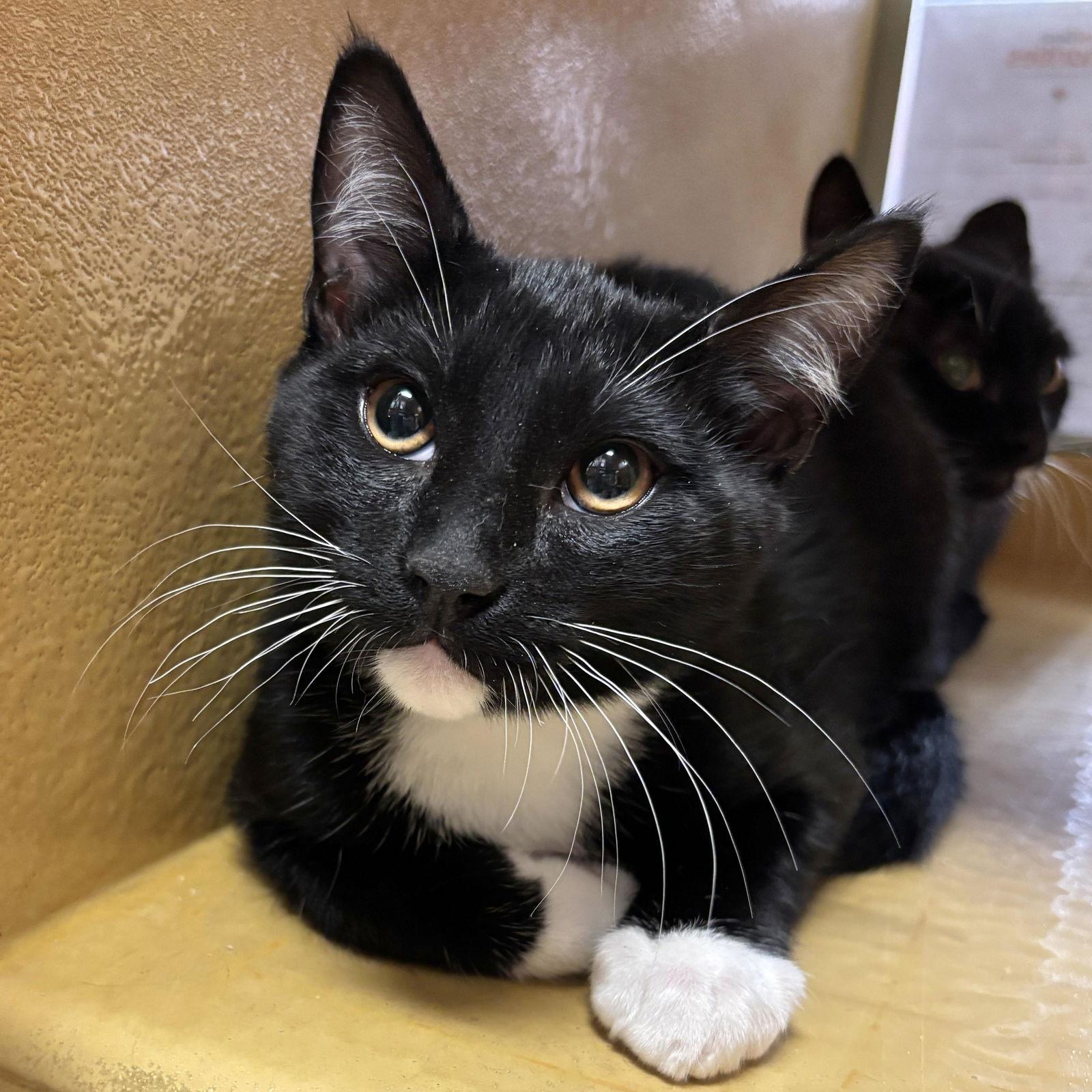 Tyrone, Adoptable, Adult Male Domestic Short Hair.