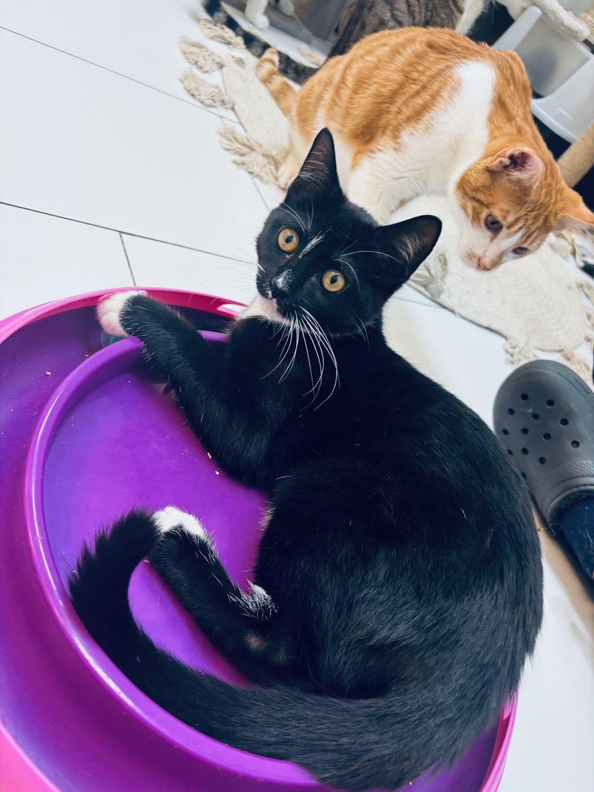 Enlarge Wesley, a Adoptable Domestic Short Hair in chino, CA image 2/6