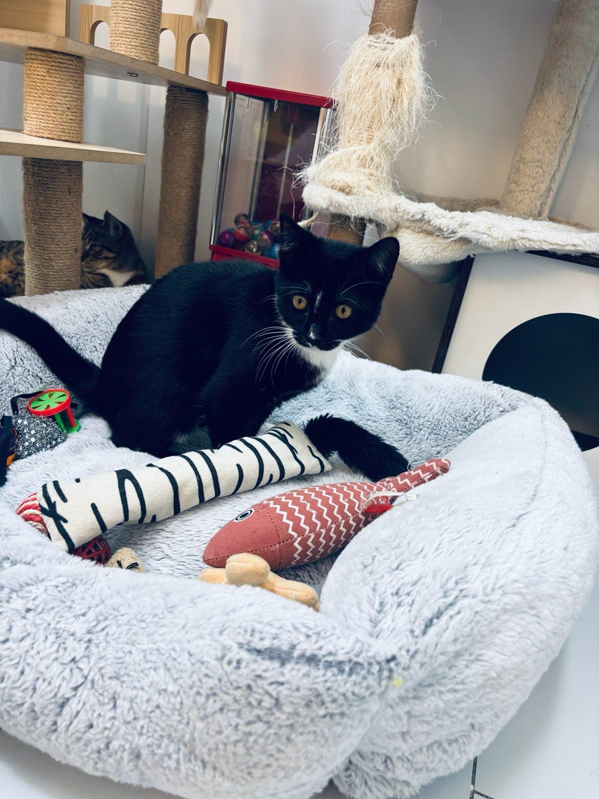 Enlarge Wesley, a Adoptable Domestic Short Hair in chino, CA image 3/6