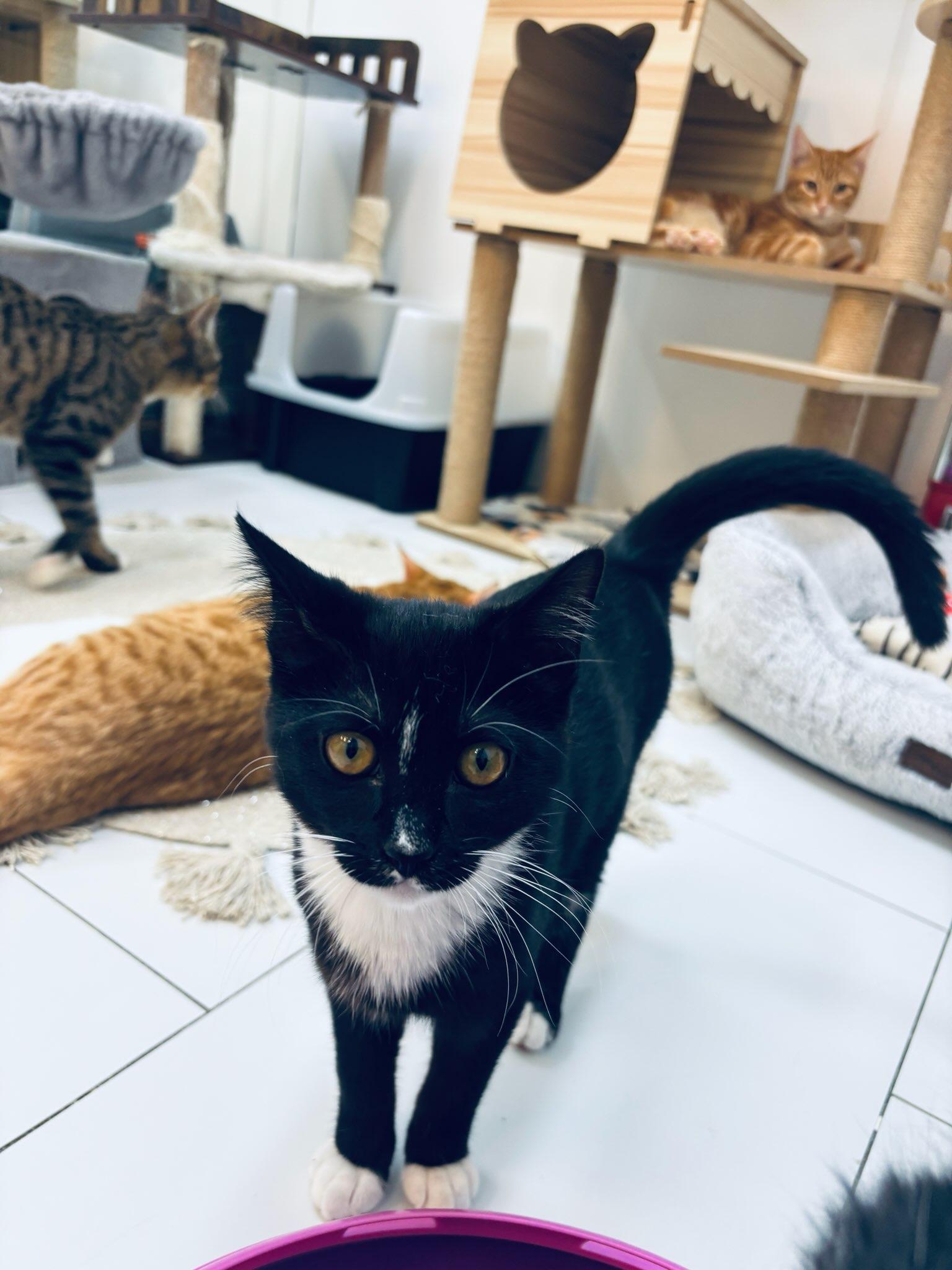 Enlarge Wesley, a Adoptable Domestic Short Hair in chino, CA image 4/6