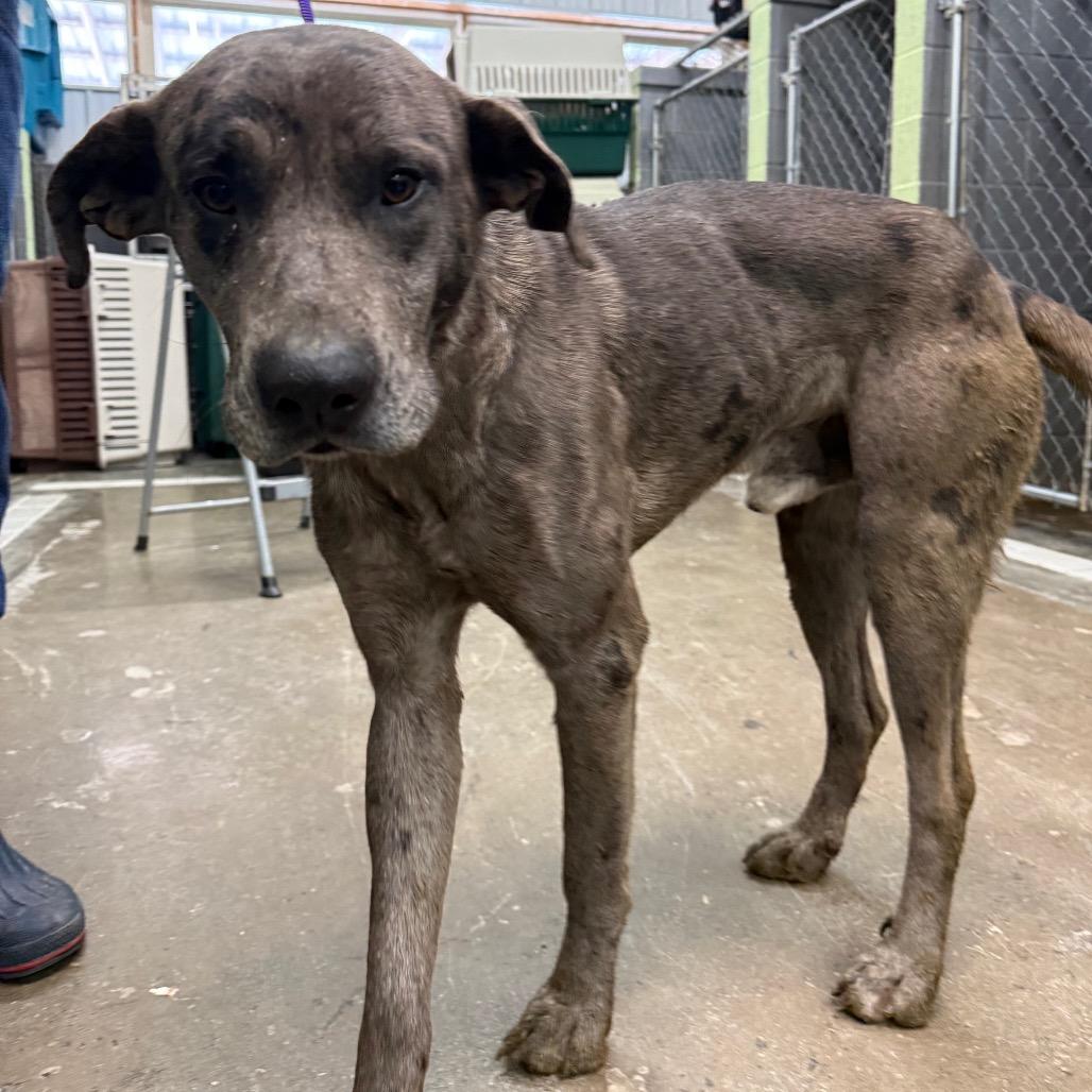 Mason, Adoptable, Young Male Mixed Breed.