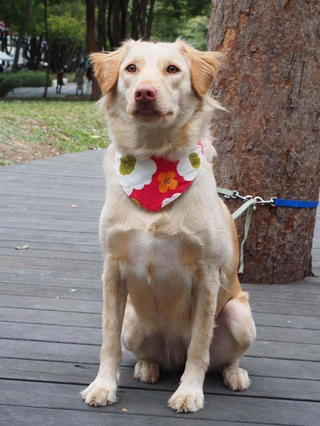 Enlarge Molly, a Adoptable mixed breed in San Mateo, CA image 1/6