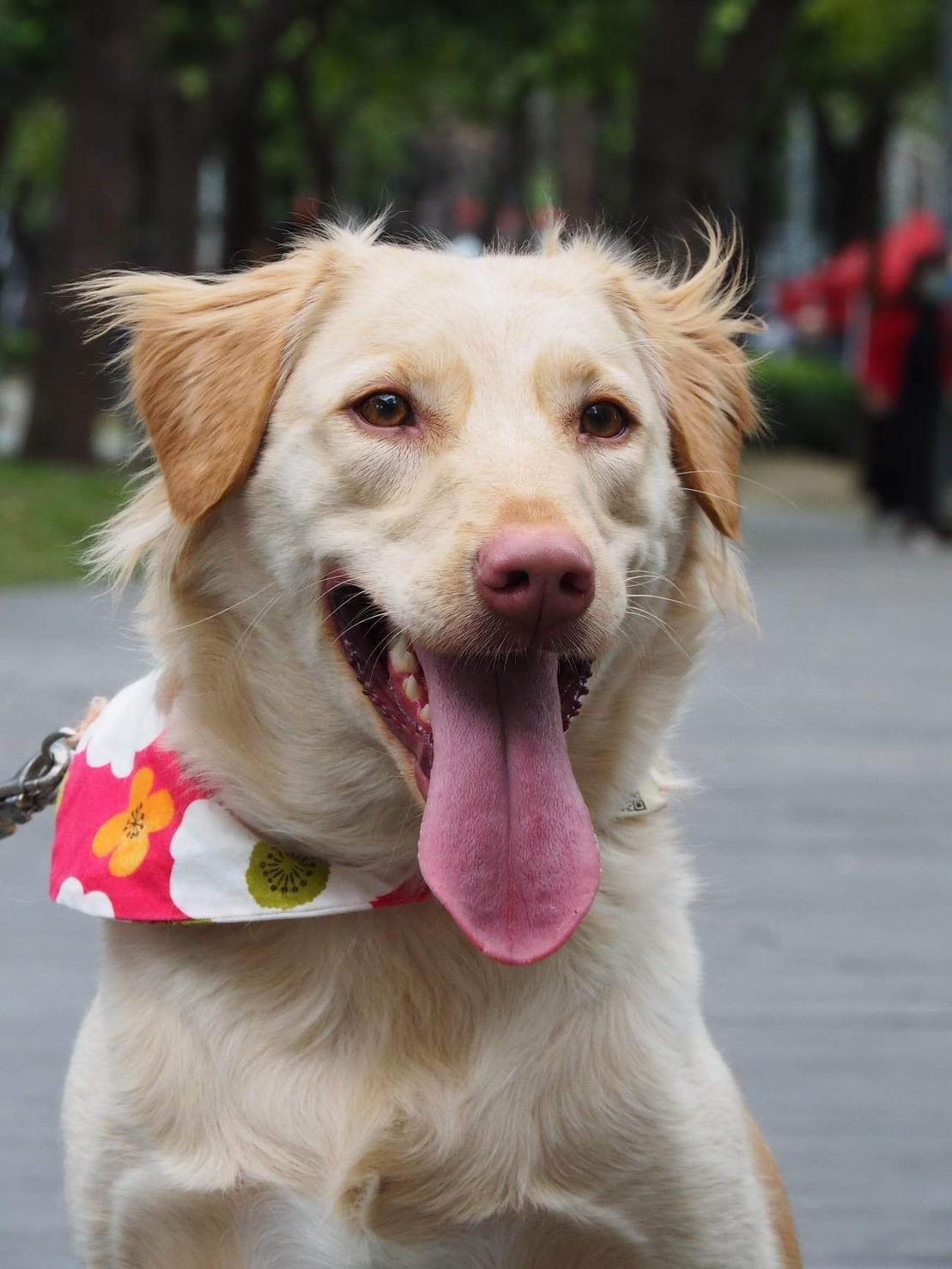 Enlarge Molly, a Adoptable mixed breed in San Mateo, CA image 2/6