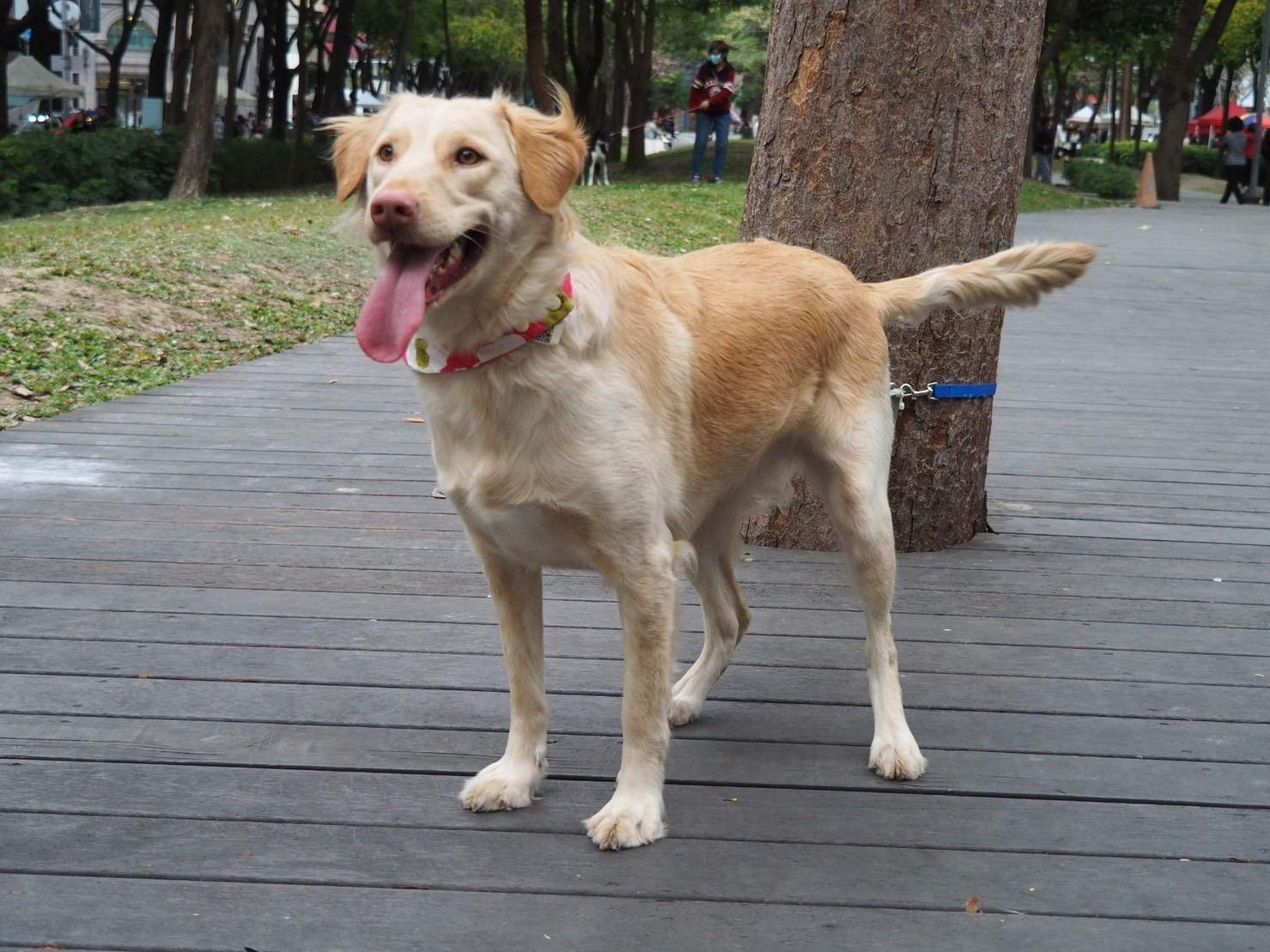 Enlarge Molly, a Adoptable mixed breed in San Mateo, CA image 3/6