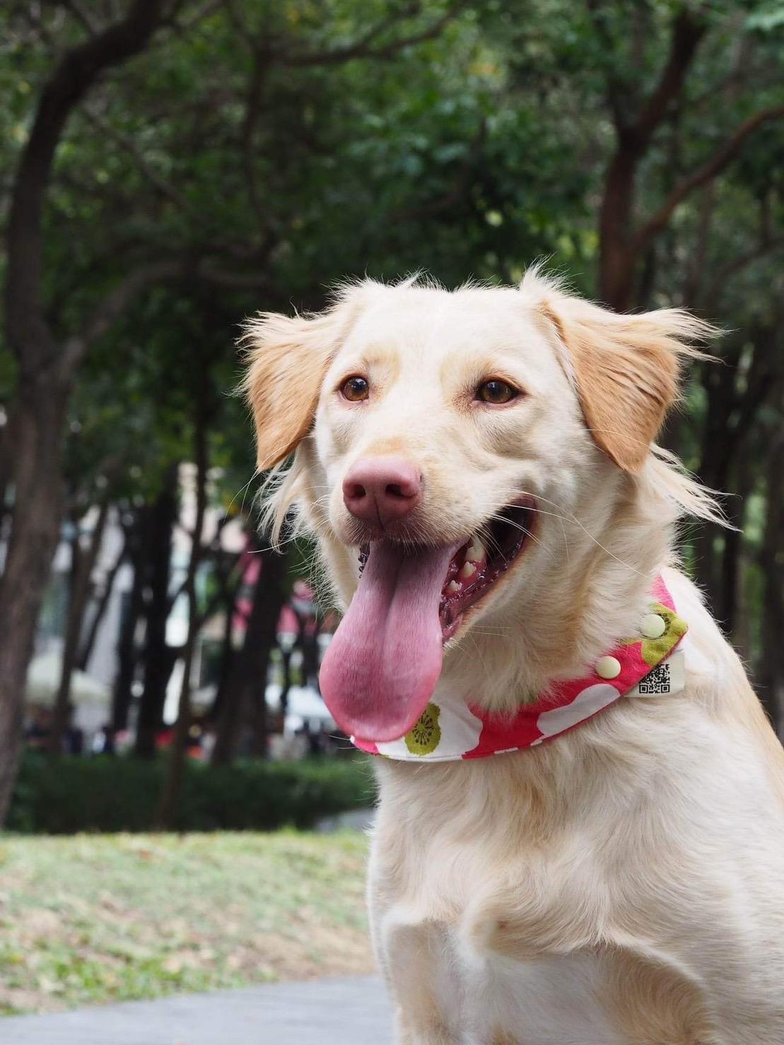 Enlarge Molly, a Adoptable mixed breed in San Mateo, CA image 4/6