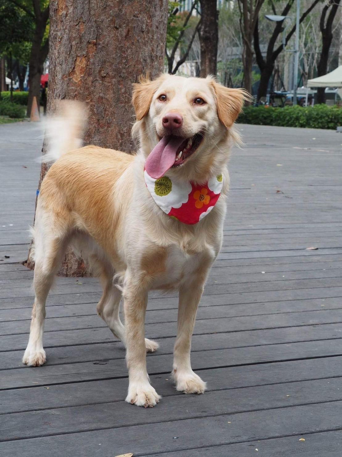 Enlarge Molly, a Adoptable mixed breed in San Mateo, CA image 5/6