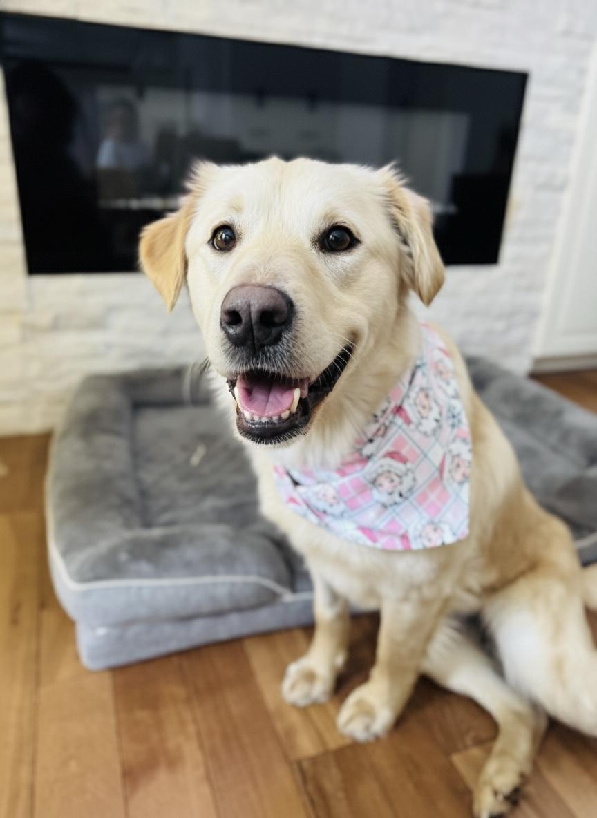 Enlarge Holly, an adopted Mixed Breed in Saskatoon, SK image 5/6