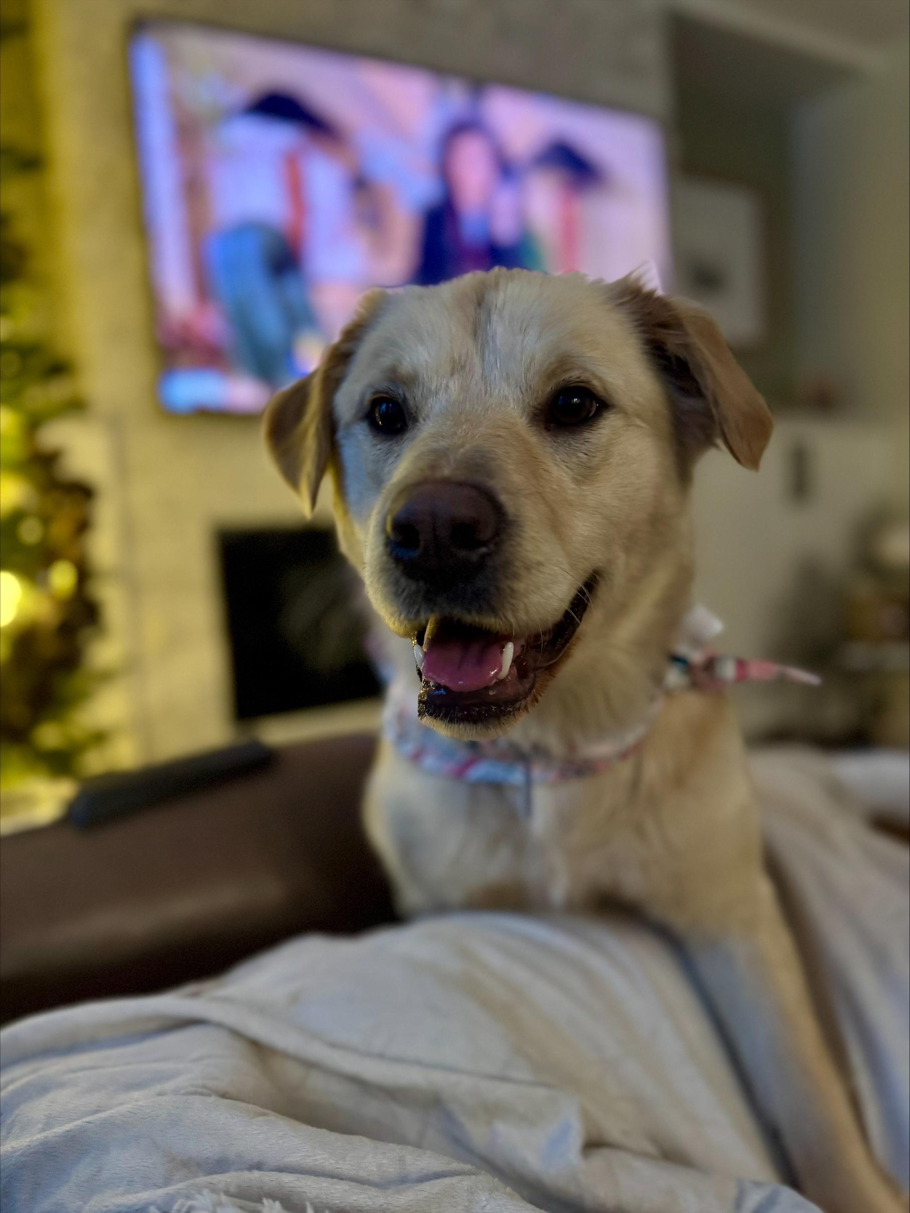 Enlarge Holly, an adopted Mixed Breed in Saskatoon, SK image 1/6