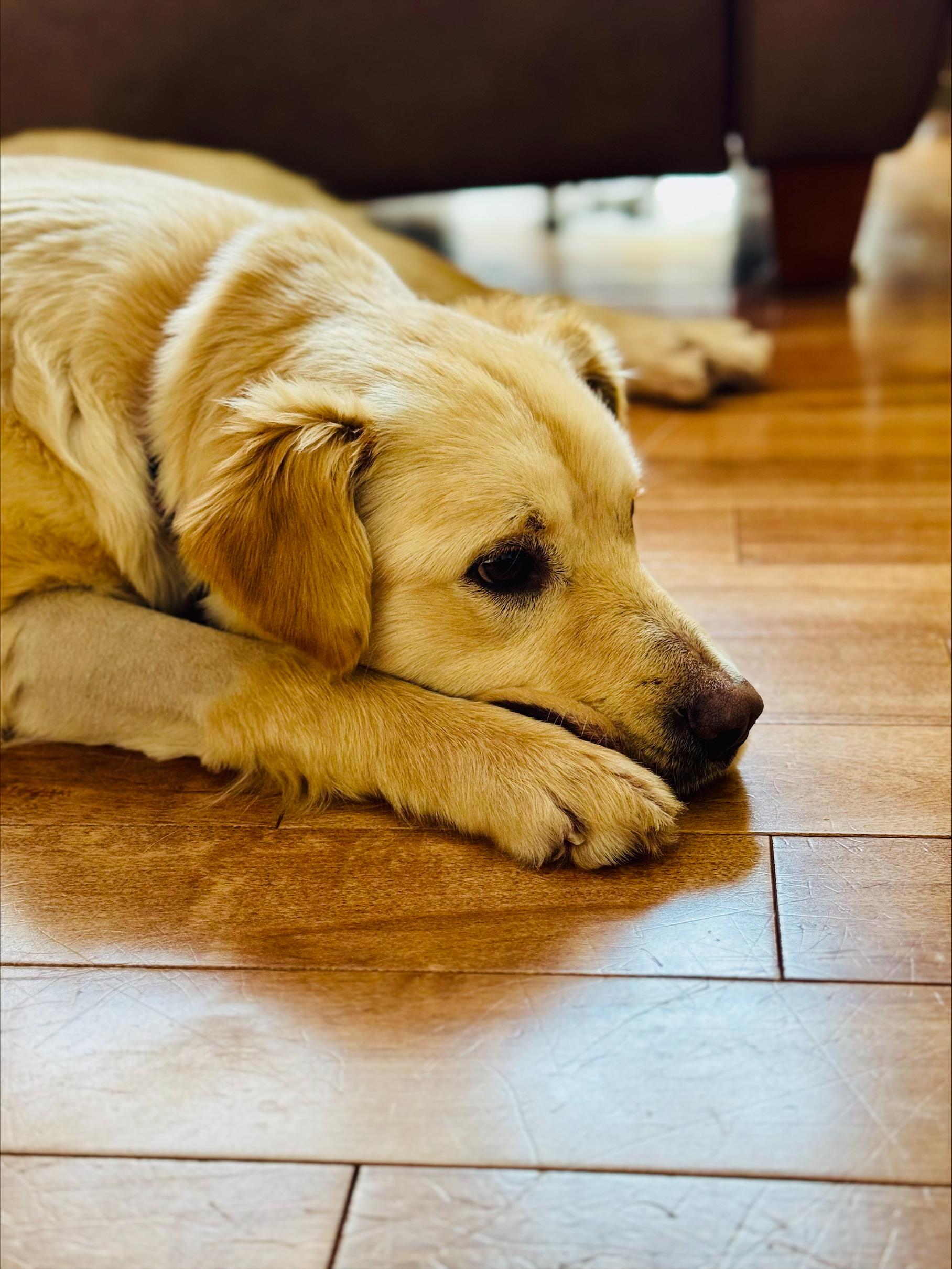 Enlarge Holly, an adopted Mixed Breed in Saskatoon, SK image 3/6