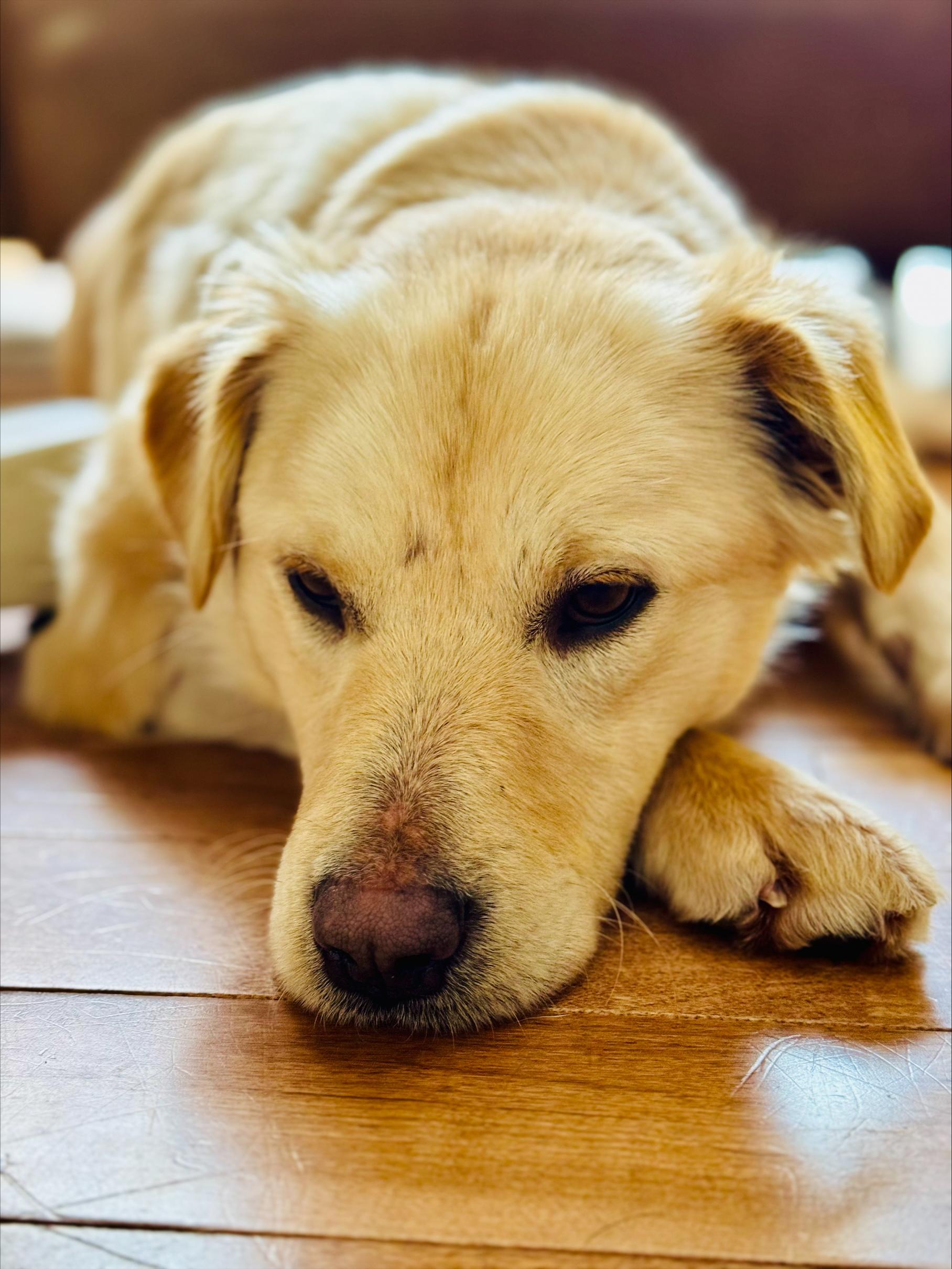 Enlarge Holly, an adopted Mixed Breed in Saskatoon, SK image 6/6