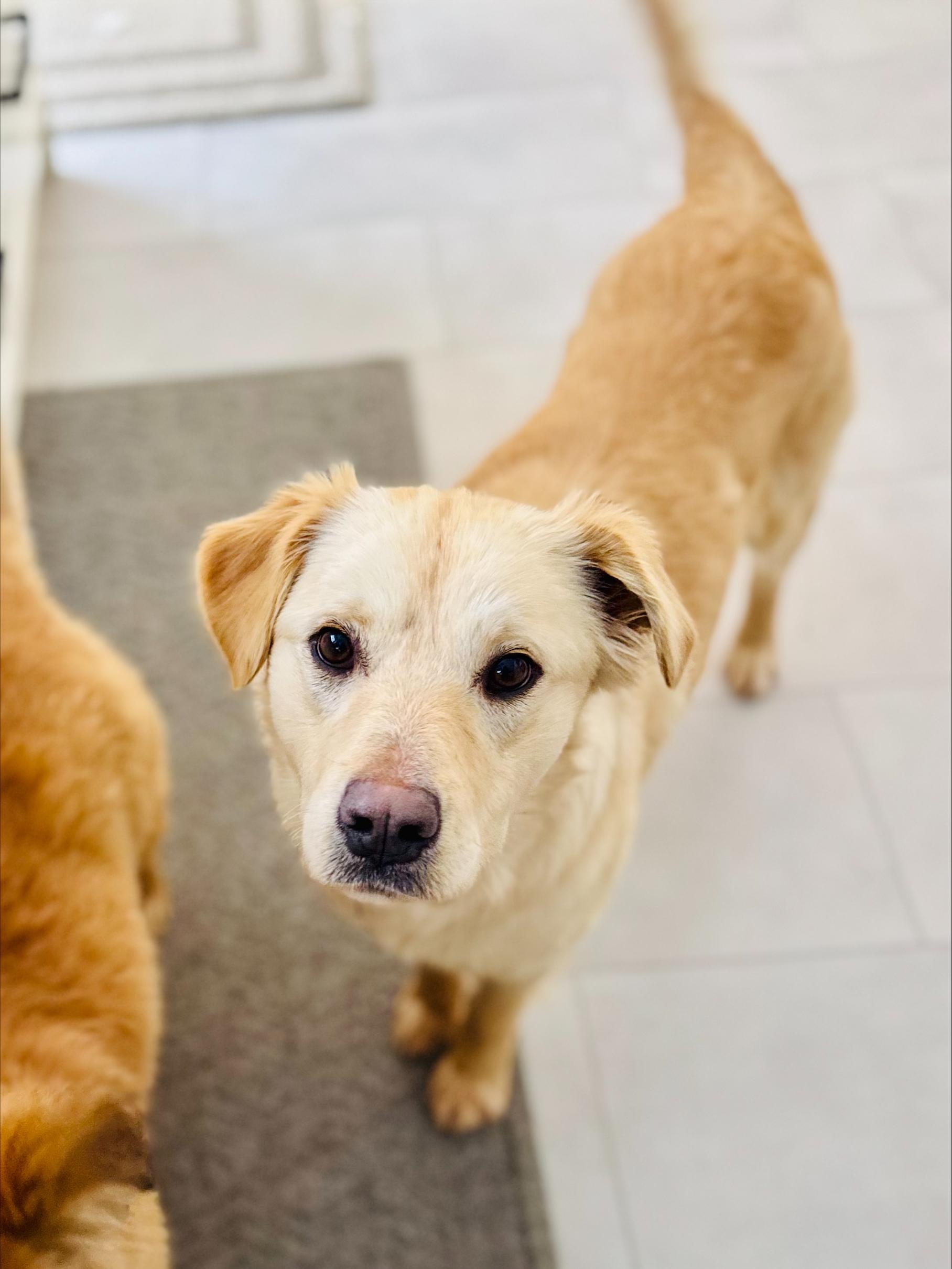 Enlarge Holly, an adopted Mixed Breed in Saskatoon, SK image 4/6