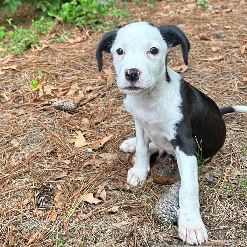 Enlarge Milou, a Adoptable mixed breed in Raleigh, NC image 1/6