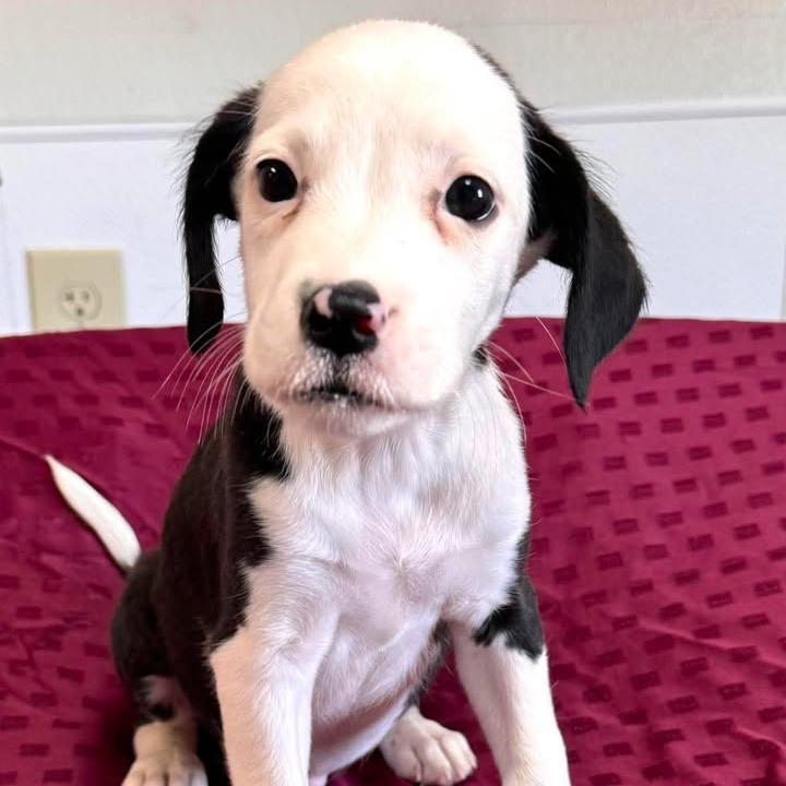 Enlarge Milou, a Adoptable mixed breed in Raleigh, NC image 2/6