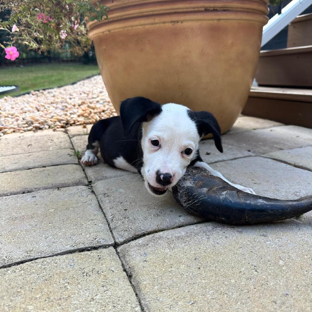 Enlarge Milou, a Adoptable mixed breed in Raleigh, NC image 3/6