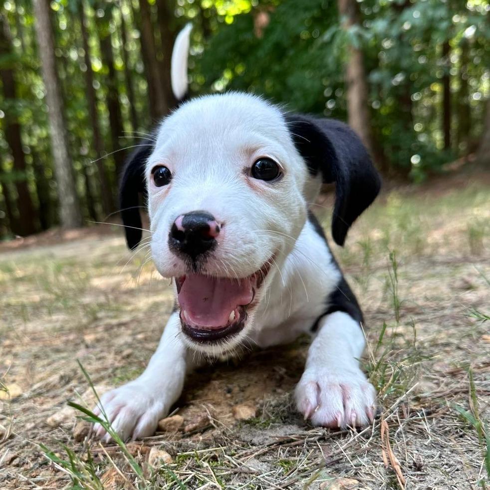Enlarge Milou, a Adoptable mixed breed in Raleigh, NC image 4/6