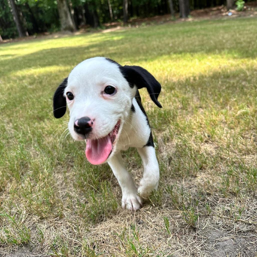 Enlarge Milou, a Adoptable mixed breed in Raleigh, NC image 5/6