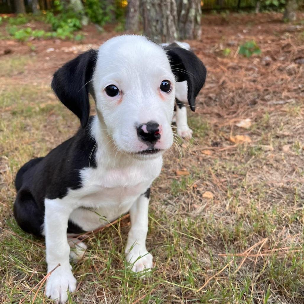 Enlarge Milou, a Adoptable mixed breed in Raleigh, NC image 6/6