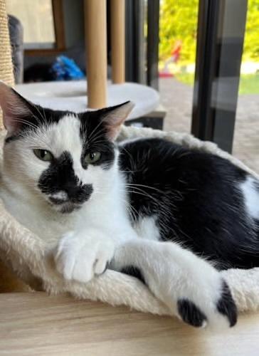 Vatsayla, Adoptable, Young Female Domestic Short Hair.