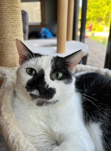 Vatsayla, a Adoptable Domestic Short Hair in Randolph, MA image 2/2